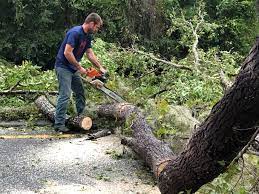 Best Storm Damage Tree Cleanup  in Third Lake, IL