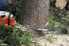 Best Palm Tree Trimming  in Third Lake, IL