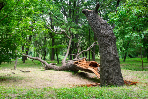 Best Storm Damage Tree Cleanup  in Third Lake, IL