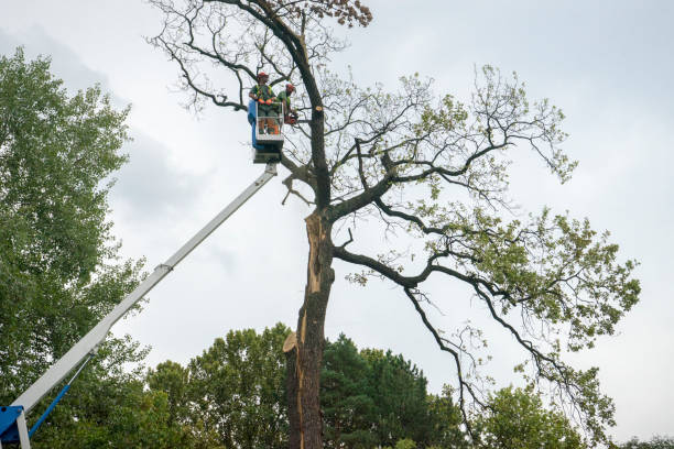 Best Hazardous Tree Removal  in Third Lake, IL